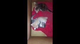 Two kittens fighting