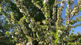 Cherry Blossoms in the breeze