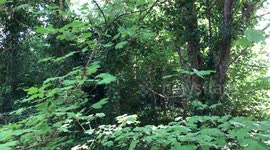 Flies / Midges floating about in the woods.