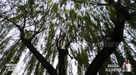 Life under lockdown - on my 200 meters, this because on coronavirus time in Italy we can go outside only for 200 meters