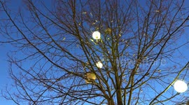 Birds gathering in a tree at dusk.