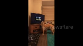 Dog sings along to Modern Family theme tune on TV