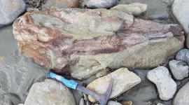 New Zealander rescues 150kg eight-million-year-old whale skull from beach