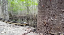 Beautiful Greenish Rat Snake's flickering tongue senses the way along the boardwalk through Beidler Forest Audubon Center in Four Holes Swamp, South Carolina.