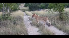 Lion steals guide's Go-Pro on South African safari!