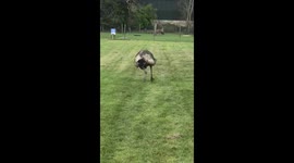 This emu got a case of the 'zoomies' as it excitedly runs around her field all day