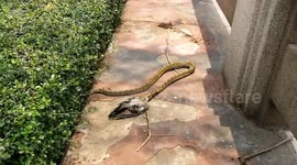 Gruesome moment python drags a pigeon into the bush in broad daylight