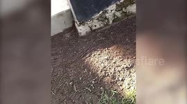 Hundreds of earthworms emerge from soil due to coronavirus disinfectants in Indonesia