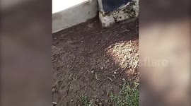 Hundreds of earthworms emerge from soil due to disinfectants sprayed to against coronavirus in Indonesia