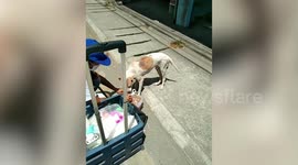 Mother and daughter trawl streets of Philippine city to feed hungry cats during COVID-19 lockdown
