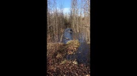 Dog crazy run in park