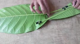 Bored Filipinos play makeshift cockfighting game with leaves and razors