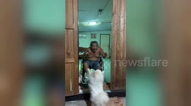 Grandfather Delighted To Be Visited By Dog During Lockdown