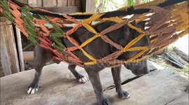 American bully dog gets stuck in hammock