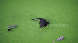 A dog gives away the location of his owner, who seems to be training as a sniper, or maybe just hiding from the Corona virus, under water in a pond.