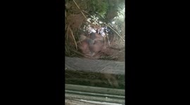 Bird nest in my bedroom window