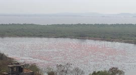 Thousands of flamingos spotted converging on lake in Mumbai