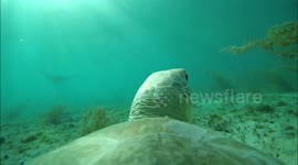 Experience the underwater world with this incredible turtle cam!