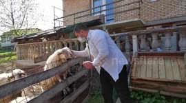 Man homeschooling a flock of sheep about the social distancing rule during the coronavirus lockdown