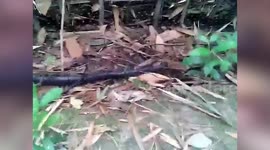 Man rescues snake trapped in fishnet in northeastern India's Assam