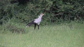 Secretary Bird stomps out its meal