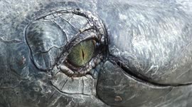Photographer goes eye-to-eye with critically endangered gharial in Nepal
