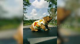 Pet prairie dog rides on car dashboard