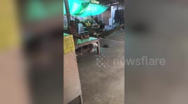 Grandmother Rocks Siberian Husky In Hammock