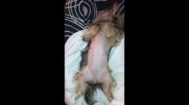 Yorkie’s wake-up routine