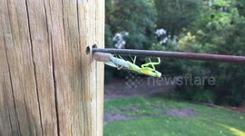 Close-up footage of praying mantis building protective case around her eggs just like 3D printer