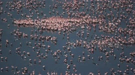Thousands of flamingos flock to lake in Mumbai as COVID-19 causes cleaner air