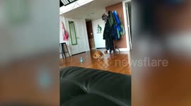 Cat plays fetch with broccoli during quarantine