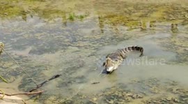 Rescuers in southern India haul large wild crocodile from farm land