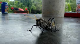Huge grasshopper in Mexico looks like a robot