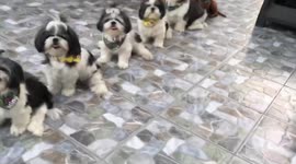 Shihtzu puppies wait patiently in a line for their dinner
