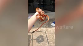 Black-headed cat snakes coil round man's wrist