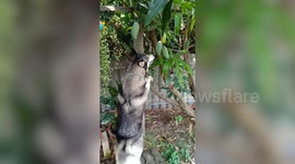 Clever dog picks only the ripe mangoes from a tree