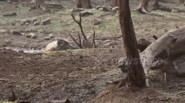 A stag Sambar deer enjoys a mud bath in northwestern India
