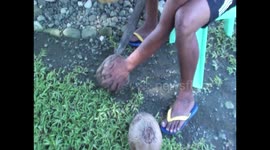 opening and processing a coconut by hand part 1