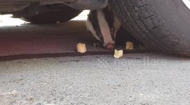 Feeding an injured Badger up close