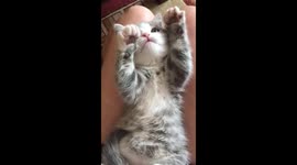 Cute small kitty playing