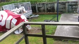 ‘Two puppy’s caught on a swinging chair In backyard enjoying an afternoon chat’