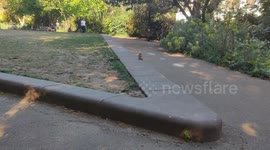 Friendly Squirrel Practises Social Distancing During COVID-19