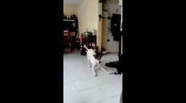 When a dog dances for his lunch !