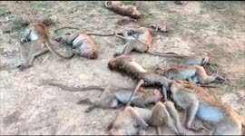 Shocking Monkeys in Southern India has been died due to poisoning by some miscreants.