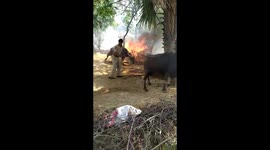 Heroic cops rescue cow and two buffaloes tied beside fire in southern India