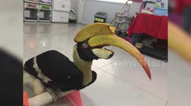 Injured hornbill found with beak snapped off has prosthetic replacement made with 3D printer