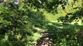 Rabbit sitting still at edge of hedgerow, then scampering into it.