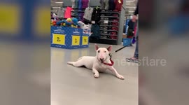 Incredibly lazy dog loves to be dragged around Italian supermarket floor