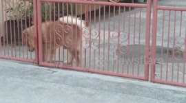 Hilarious moment two rival dogs have 'pee off' taking it in turns to mark territory